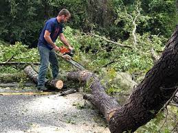 Best Tree Cabling and Bracing  in Pine Ridge, FL