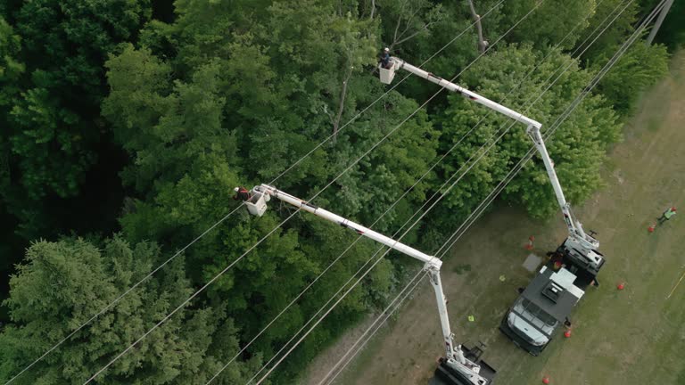 Leaf Removal in Pine Ridge, FL