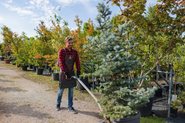 How Our Tree Care Process Works  in  Pine Ridge, FL